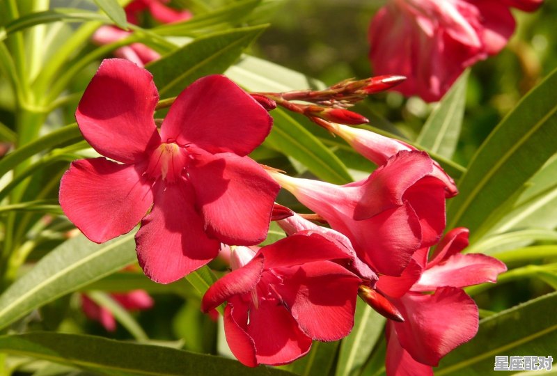 今日十二星座运势排名,今日十二星座运势排名 - 星座运势