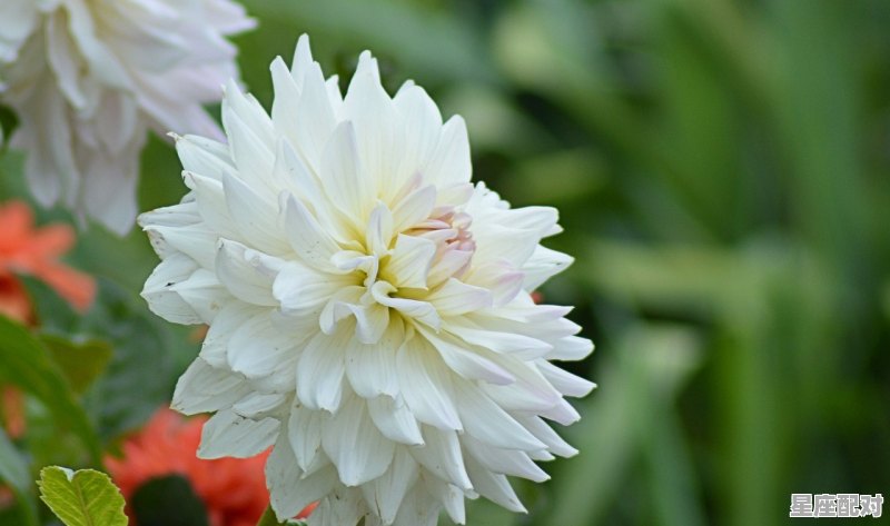 摩羯座全年各月份运势_摩羯座腾讯今日运势详解 摩羯座全年各月份运势_摩羯座腾讯今日运势详解 - 星座运势