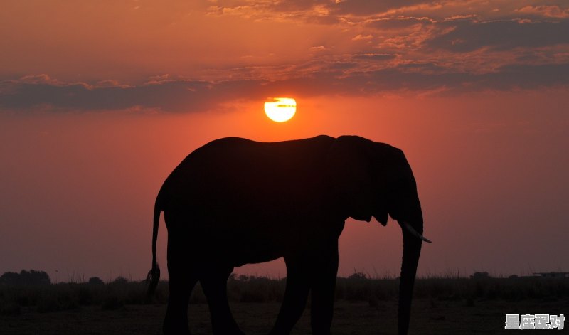 温泉指什么动物,此人非是池中物是什么生肖 温泉指什么动物,此人非是池中物是什么生肖 - 星座运势