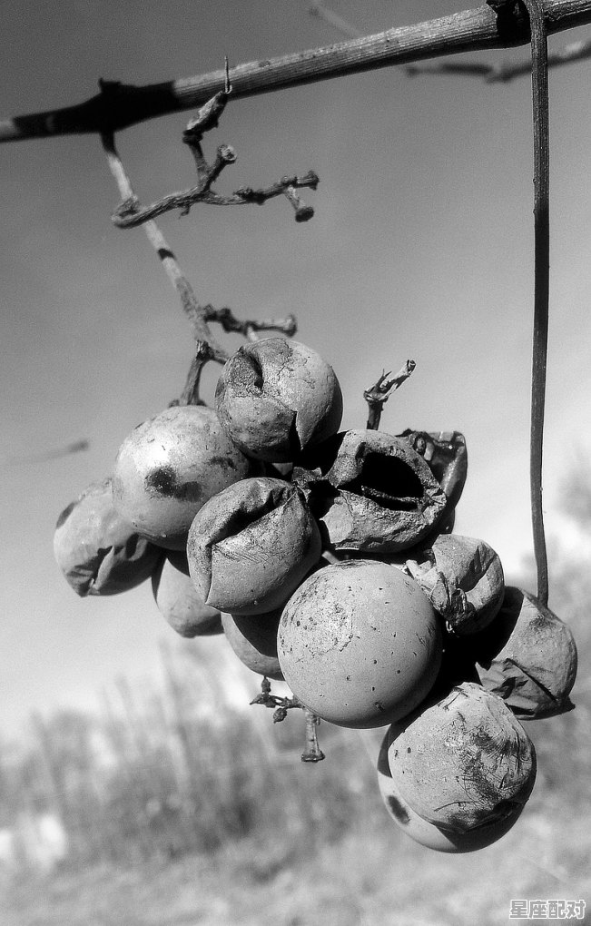 孕妇拉黑色大便怎么回事呢？怎么办好,孕妇梦到拉大便 - 星座运势