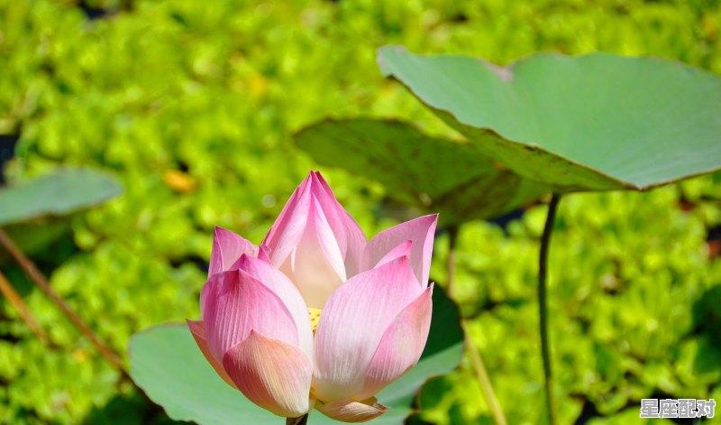 莲花座多肉最低耐寒多少度,什么星座最怕冷 - 星座运势