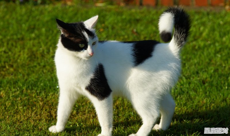 知己知彼的动物是什么_闺中女子猜一动物 - 星座运势