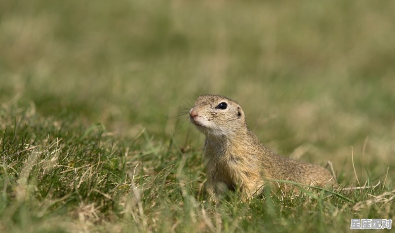 什么动物代表天子，什么生肖属于天子 - 星座运势