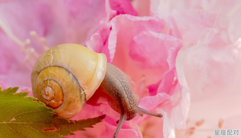 春回大地红花开是什么动物_十二生肖中,野花娇艳送美女是指那个生肖 春回大地红花开是什么动物_十二生肖中,野花娇艳送美女是指那个生肖 - 星座运势