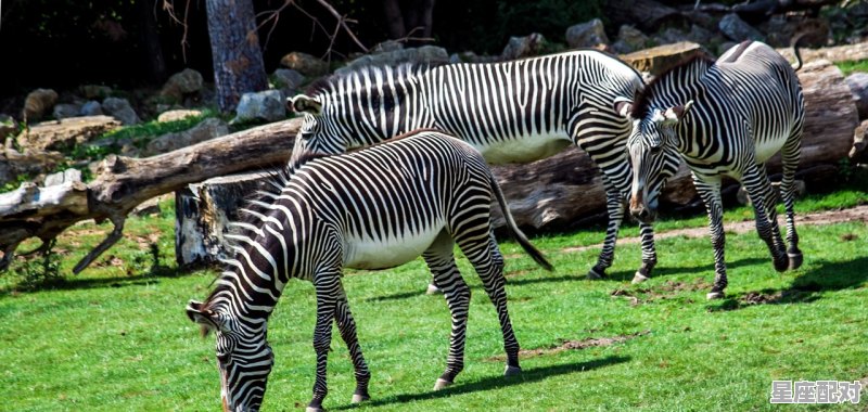 三姑六婆什么动物，什么生肖亲戚最多 - 星座运势