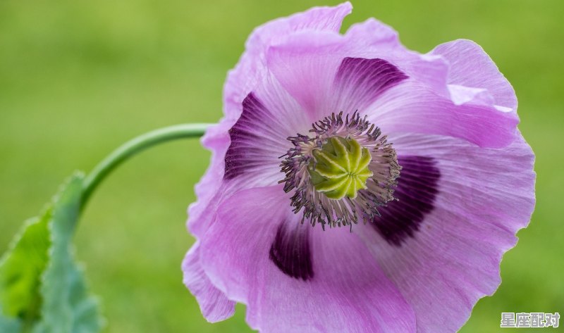 水瓶座最佳伴侣星座，水瓶座应该和什么星座配对呢女生 - 星座运势