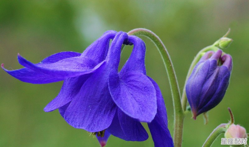 射手座为啥对狮子座有吸引力,狮子座性格是阳性性格吗 射手座为啥对狮子座有吸引力,狮子座性格是阳性性格吗 - 星座运势