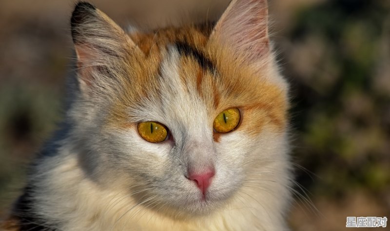 天秤女和水瓶男为什么是绝配_水瓶座和天秤座是一个星座吗 - 星座运势