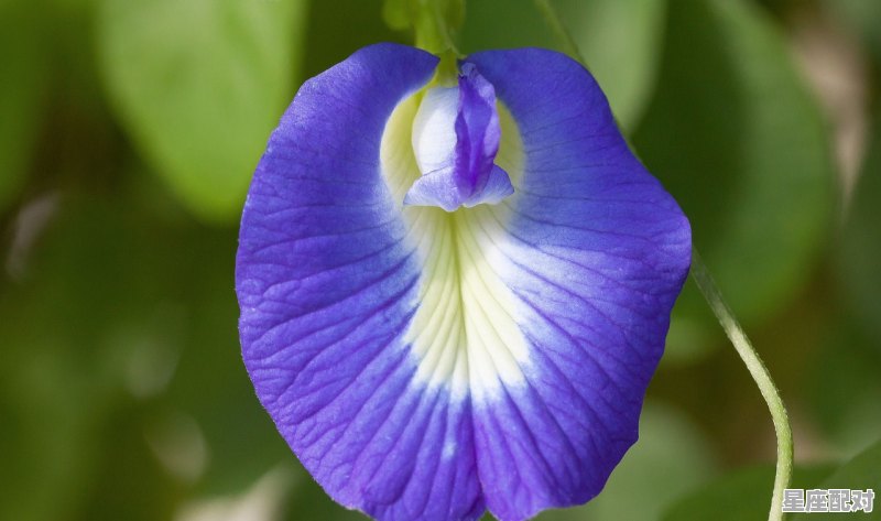 蚯蚓的寓意和禁忌，梦到蚯蚓是什么意思 - 星座运势