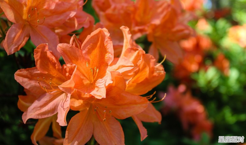 杜鹃多少属,什么生肖头戴花冠 杜鹃多少属,什么生肖头戴花冠 - 星座运势