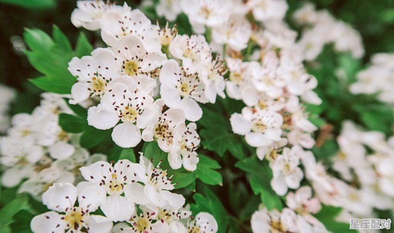 12星座最全配对详解_为什么有的星座又是水瓶又是双鱼 12星座最全配对详解_为什么有的星座又是水瓶又是双鱼 - 星座运势