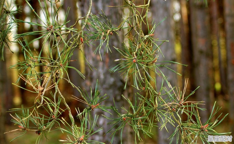 兰州植物园单位性质,苗圃老公什么星座 兰州植物园单位性质,苗圃老公什么星座 - 星座运势