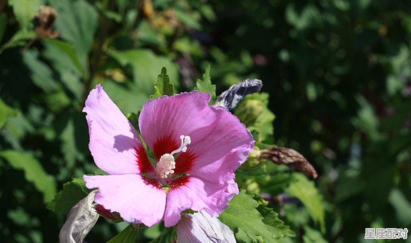 十二星座的代表花分别是什么,摩羯座今日运势如何转运 十二星座的代表花分别是什么,摩羯座今日运势如何转运 - 星座运势
