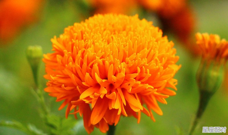 巨蟹座为什么被称为极品星座之王_12星座的月份表及优点和缺点 - 星座运势