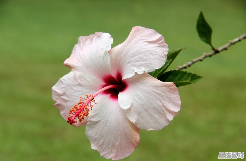 十二星座月季是什么颜色,花瓣是什么星座 十二星座月季是什么颜色,花瓣是什么星座 - 星座运势