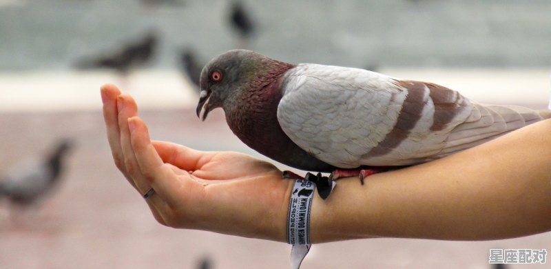 秋收冬藏是什么动物_24节气鼠来寒什么意思 - 星座运势