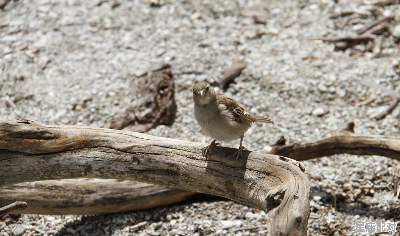 一条蛇雇凶杀人电影叫什么,梦到救了一条蛇 - 星座运势