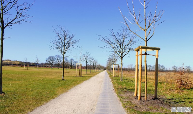 家里养鸭有什么寓意，梦到小鸭 - 星座运势