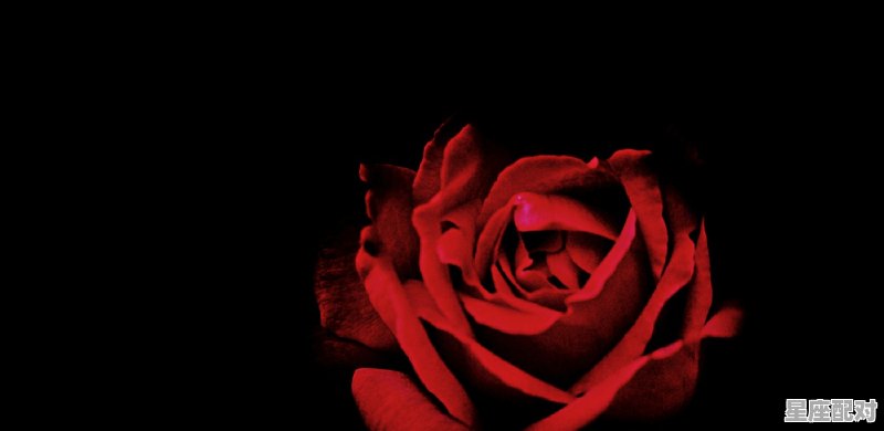 金象星座有什么,金象星座有什么 - 星座运势