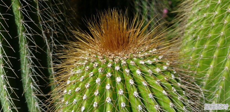 为什么狮子座和摩羯座是闺蜜，狮子座的性格摩羯座的性格 - 星座运势