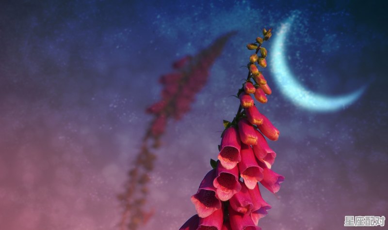 烟花的外形，烟花长什么星座 - 星座运势