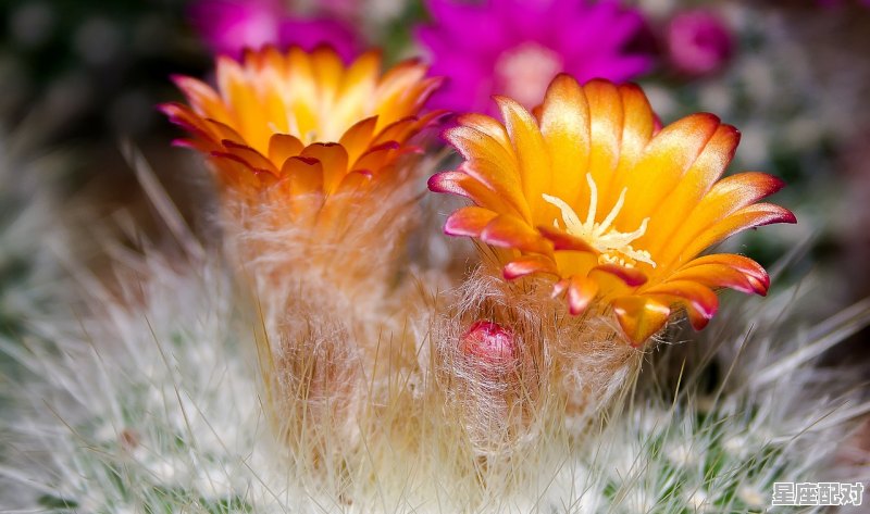 啥是瘾性星座,水瓶座隐性性格和显性性格 - 星座运势