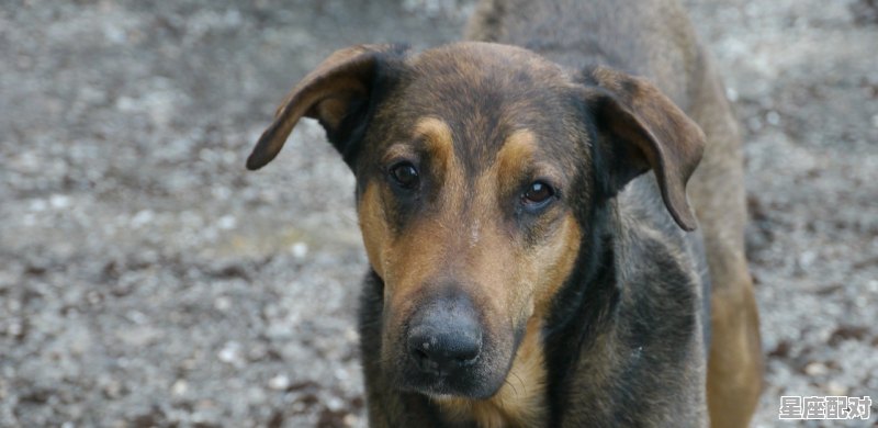 温柔体贴是什么动物，生性温驯什么生肖 - 星座运势