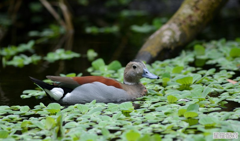 三生三世打一个动物,华夏开过什么生肖 - 星座运势
