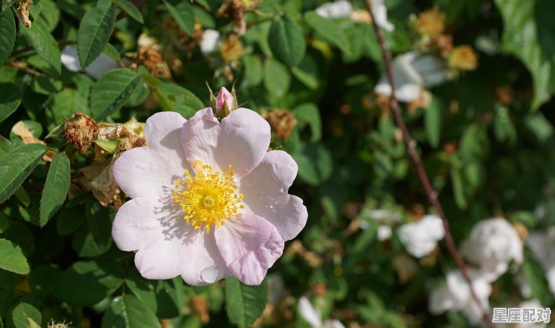 11月星座的幸运花_天秤座的幸运日和倒霉日 - 星座运势