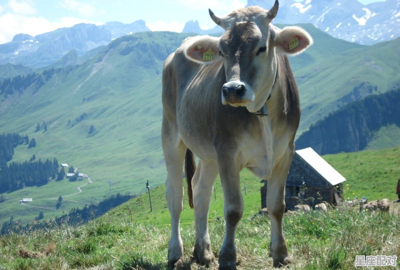 2022年牛年60年一遇的什么牛_49年生属牛今明两年有灾难吗 - 星座运势