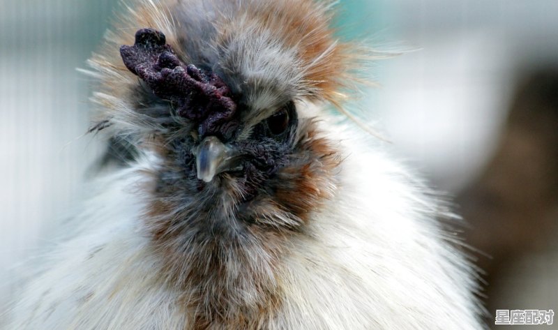 人走后家里养鸡是什么意思，拎鸡习俗 - 星座运势