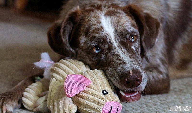 多大阉鸡最好_广西女婿第一次上门风俗 多大阉鸡最好_广西女婿第一次上门风俗 - 星座运势