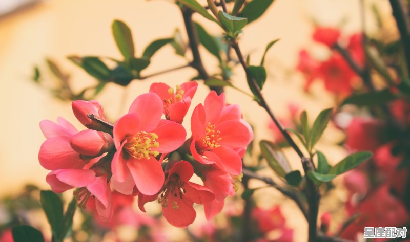 梦到春暖花开,梦到春暖花开 - 星座运势