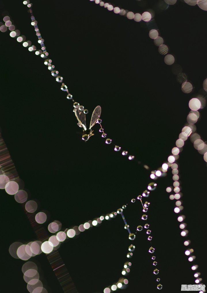 灯笼项链属性_人间空唱雨霖铃猜动物 - 星座运势