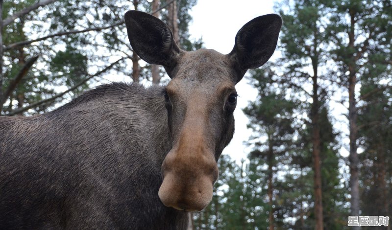 辰龙巳蛇是什么意思_什么动物会遇到风和雨 - 星座运势