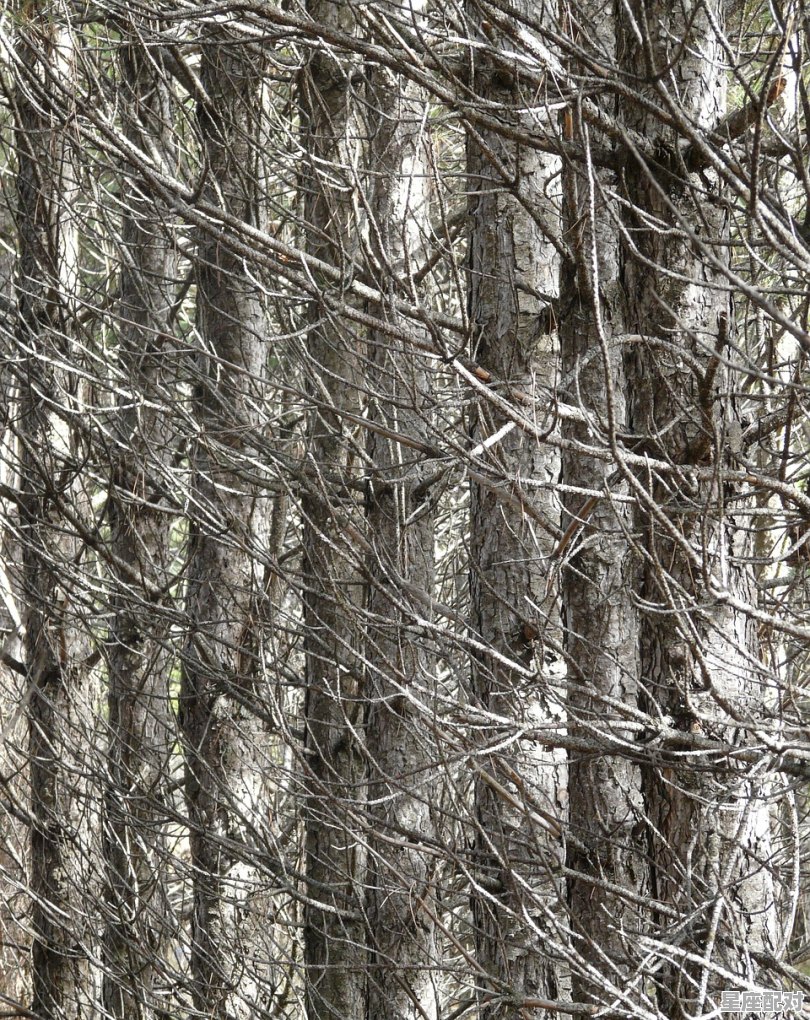 冰韵什么意思,梦到冰是什么意思 冰韵什么意思,梦到冰是什么意思 - 星座运势