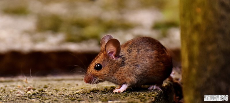 十二生肖中那个是三贞九烈的动物_半夜不怕鬼敲门十二生肖哪只 - 星座运势