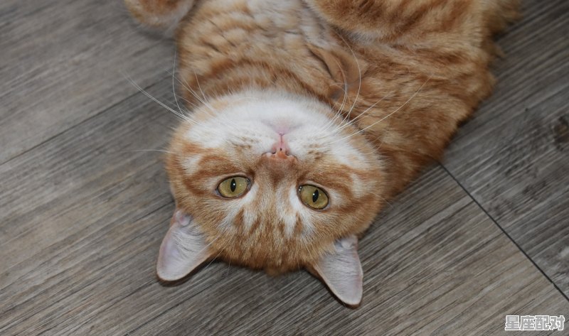 有板有眼什么生肖,有板有眼什么生肖 - 星座运势