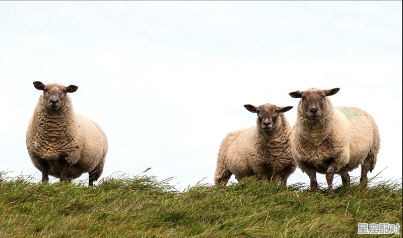 55年出生2023年多少岁，美国属羊今日运势 - 星座运势