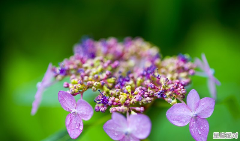 摩羯座的性格,魔蝎座性格变化 - 星座运势