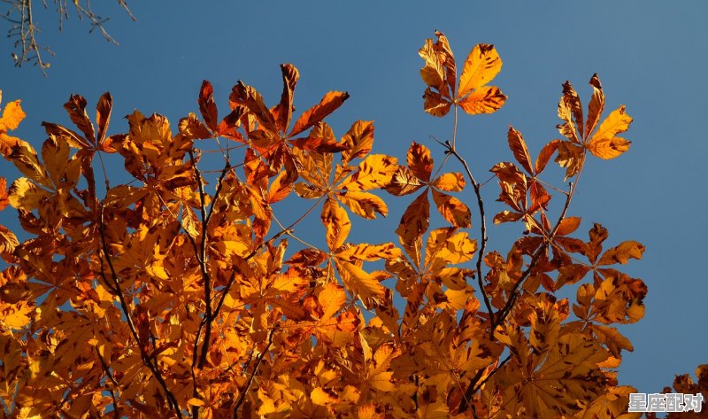 66岁属猴是哪年的，金猴独立是什么生肖 - 星座运势