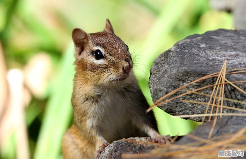 2021年11月27日是鼠日么，鼠人今日感情运势 - 星座运势
