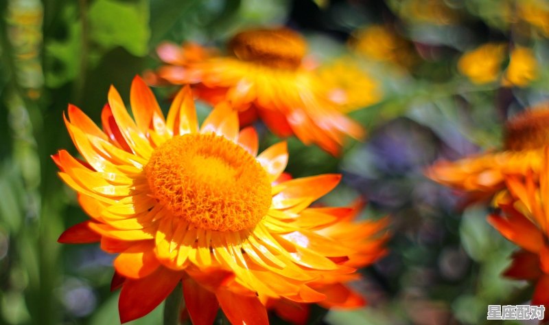 十二星座各有多少天，十二星座什么天 - 星座运势