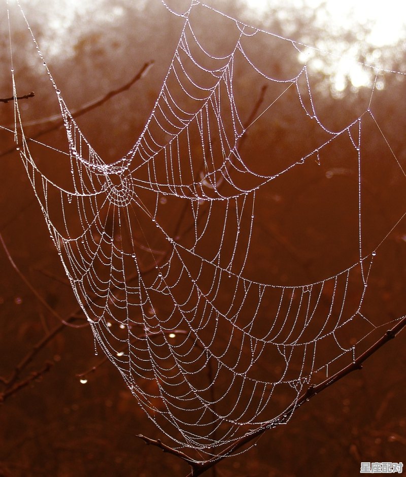 蜘蛛吐丝的全部过程_蜘蛛为什么会吐丝 - 星座运势