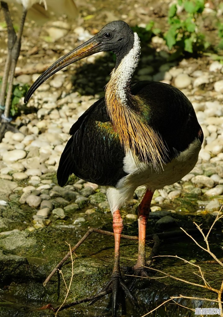 有毛冇翼是什么动物,鸟数不多什么生肖 - 星座运势