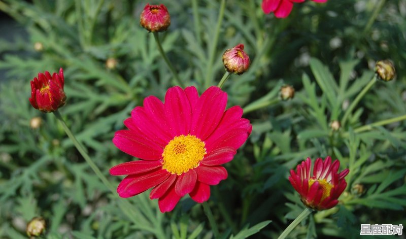 属相牛今日运势任何,属相牛今日运势任何 属相牛今日运势任何,属相牛今日运势任何 - 星座运势