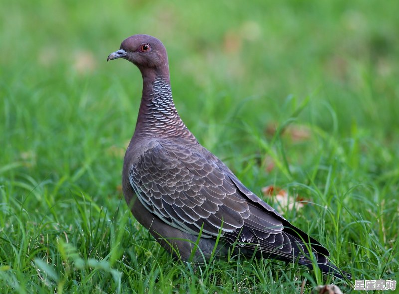 为什么今年河南平原有很多蛇_蛇在光滑的地上能走吗 - 星座运势