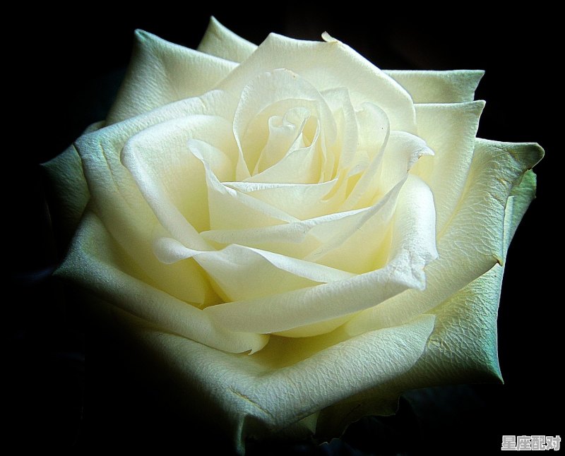 十二星座有哪些星座,十二星座中有什么 - 星座运势