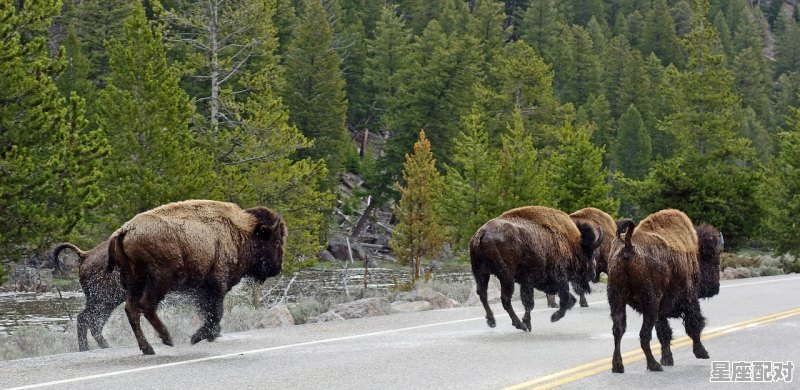 为什么野牛和黄牛的性子不一样，水牛座男生性格 - 星座运势