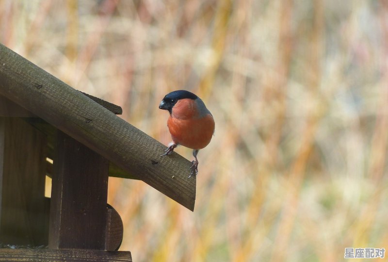 周公代表什么动物_文王梦虎典故 - 星座运势
